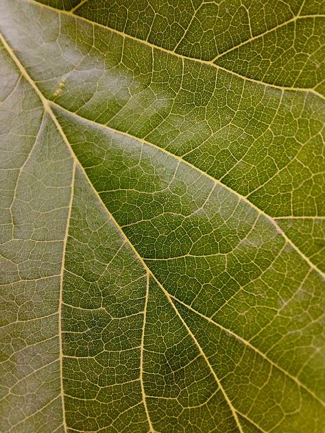 Mulberry leaf macro image Mulberry Leaf, Quick Saves