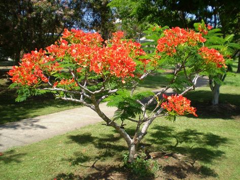 Flamboyant Tree, Delonix Regia, Bonsai Ficus, Royal Poinciana, Paper Garden, Flame Tree, Jockey Club, Landscape Plants, Rare Seeds