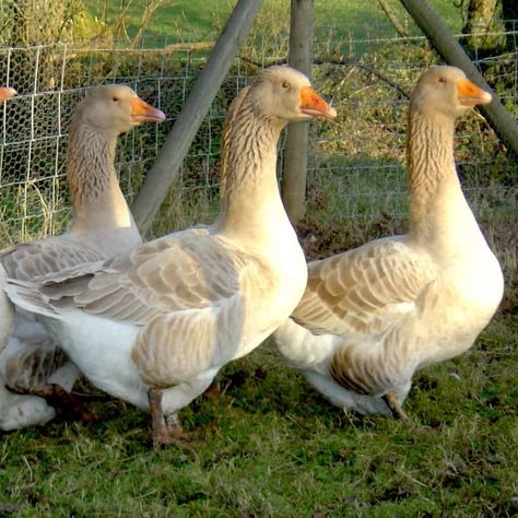 American Buff Geese, Geese Breeds, Cotton Ornaments, Coop Ideas, Manor Farm, Hobby Farm, Love Sick, Hobby Farms, Dream Board