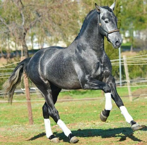 Warmblood Horses Jumping, Dutch Warmblood Horse, Horse Faces, Stunning Horses, Different Horse Breeds, Dutch Warmblood, Lusitano Horse, Western Horses, Horse Collection