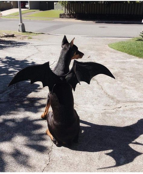 Doberman Halloween Costumes, Halloween Doberman, Aesthetic Dogs, Dream Puppy, Doberman Love, Bunny Tattoos, Doberman Pinscher Dog, Scary Dogs, Dangerous Dogs