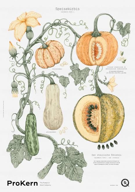 Pumpkin Plant, Botanical Sketchbook, Illustrated Poster, Pumpkin Illustration, Illustration Botanique, Botanical Illustration Vintage, Pumpkin Seed, Vintage Botanical Prints, Seed Company