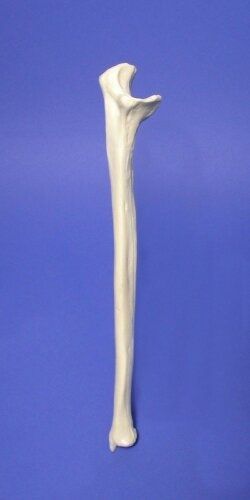 ulna bone - Ecosia - Images Long Bone Structure, Bone Belt, Ulna Bone, Ulna Bone Diagram, Bone Greatsword, Bone Structure, Better Future, Our Planet, The Search