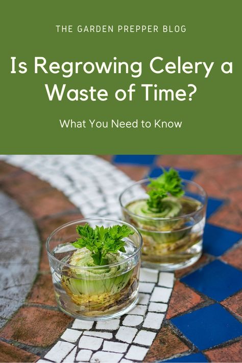 Regrowing Celery In Water, Replant Celery Stalk, Regrow Celery From Scraps, Growing Celery From Scraps, Grow Celery From Stalk, How To Regrow Celery, Regrowing Celery, Regrow Celery, Produce Garden