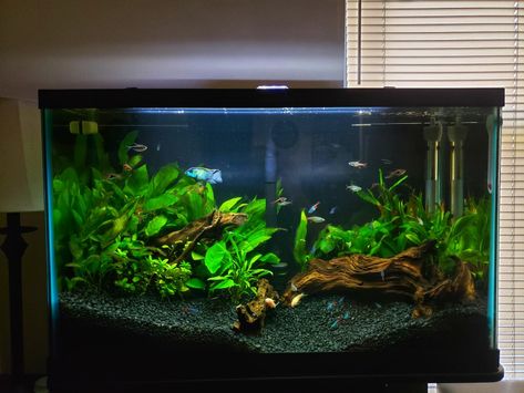 Planted 10 Gallon Aquarium, 29 Gallon Fish Tank Ideas, 30 Gallon Fish Tank, Bow Front Aquarium, Planted Fish Tank, Tropical Fish Tank, Cool Fish Tank Decorations, Fish Tank Ideas, Tank Terrarium