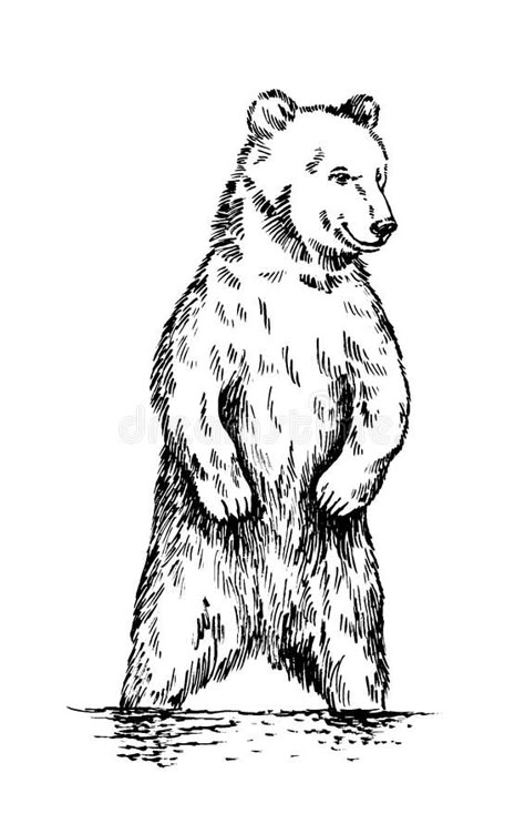 Bear Growling Drawing, Line Work Bear Tattoo, Woodcut Bear Tattoo, Standing Bear Tattoo, Drawings Of Bears, Grizzly Bear Illustration, Tattoos For Parents, Grizzly Bear Drawing, Bear Vector Art