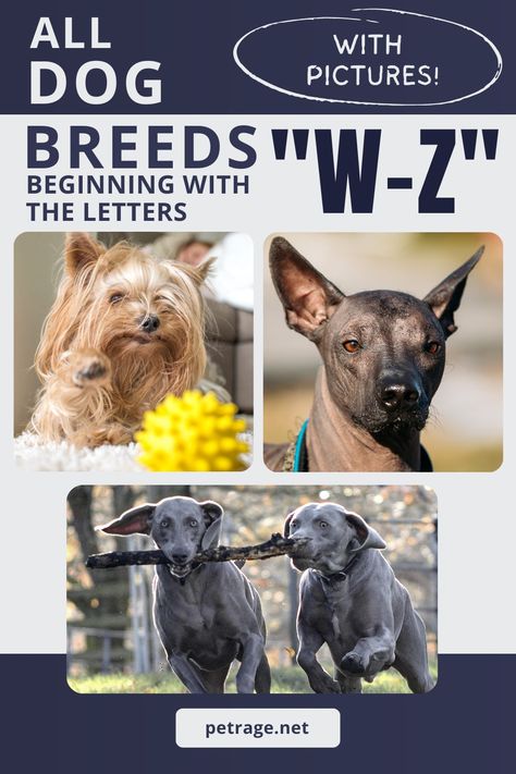 Our list of dog breeds beginning with the letters “W” “X” “Y” and “Z” and their pictures. We have a growing database of pictures and would love to have EVERY breed represented! List Of Dog Breeds, Dog Breeds Chart, Fun Online Quizzes, Different Dog Breeds, Every Dog Breed, Dog Breeds List, Dog List, Dog Info, Basic Facts