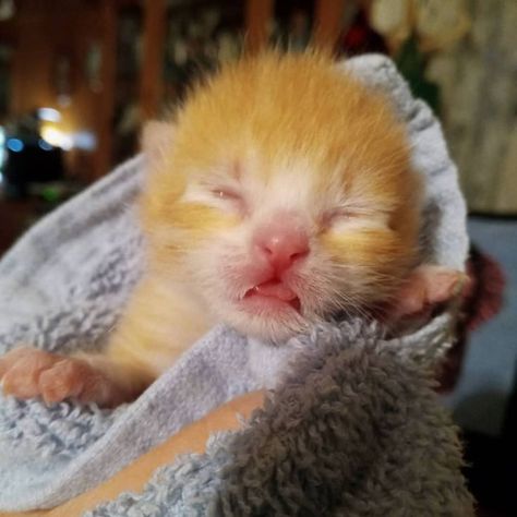 Marmalade is one of two neonate kittens I fostered for the first time for the Humane Society of Central Texas. He has been adopted! Look at that cute milk moustache! Milk Moustache, Kitten Foster Room, Neonatal Kitten, Kitten With Milk Face, Milk Face, Kitten Pacifier, Cute Milk, Foster Baby, Orange And White Tabby Kitten