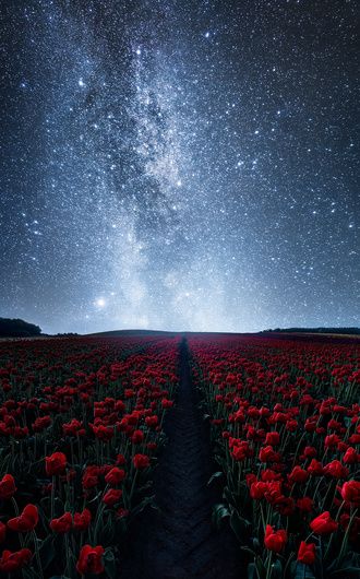 The gorgeous Milky Way above one of the few tulip fields in Denmark. A dreamy and beautiful night scene. This is a creative approach - I didn’t have the willpower to stay awake to actually shoot this scene in the middle of the night. So I took a daylight photo from the gorgeous tulip fields and blended it together with an older image of the Milky Way - yes, this is a composite. Star Trails Photography, Milky Way Photos, Astronomy Photography, Milky Way Photography, Long Exposure Photos, Night Sky Photography, Night Sky Wallpaper, Tulip Fields, Star Magic