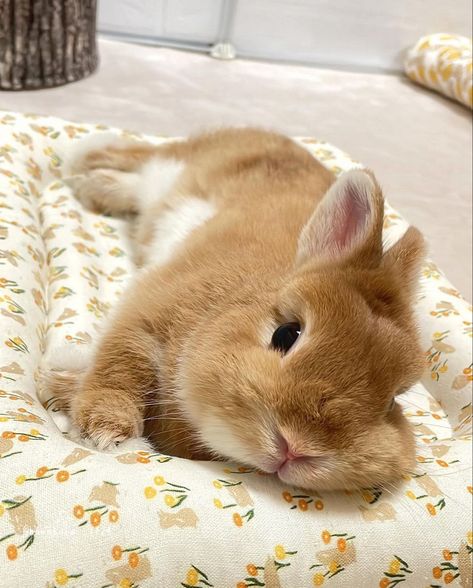 Tiny Baby Animals, Innocent Face, Pet Bunny Rabbits, Cute Bunny Pictures, Cute Small Animals, Cute Animals Puppies, Bunny Pictures, Pet Bunny