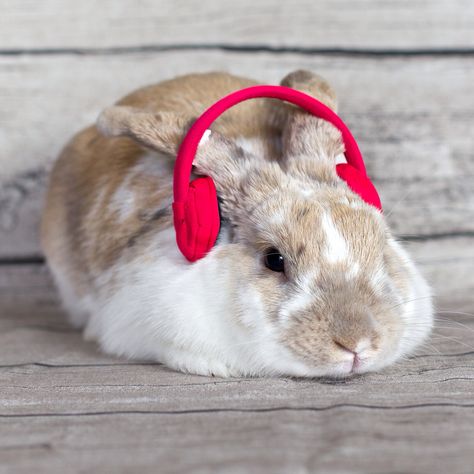 Bunny Listening To Music, Adorable Rabbits, Love Bunnies, Bunny Party, Manatees, Lovely Animals, Le Respect, Baby Bunnies