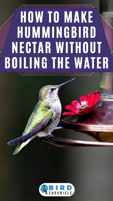 Did you know that you can make your own hummingbird nectar at home? One way to making it is to not boil the homemade sugar water for your beloved hummingbirds. Find out how in our linked guide. Sugar Water For Hummingbirds, Homemade Hummingbird Nectar, Homemade Hummingbird Food, Hummingbird Nectar Recipe, Hummingbird Water, Antelope Hunting, Backyard Birds Watching, Hummingbird Food, Hummingbird Nectar