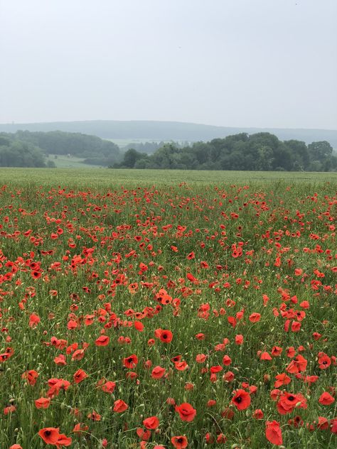 A field of poppy flowers - Giverny, France. Poppies Flower Aesthetic, Poppies Aesthetic, Poppy Field Aesthetic, Powerless Aesthetic, Poppy Field Photography, Poppy Flower Field, Red Flower Field, Poppy Field Illustration, Powerless Series