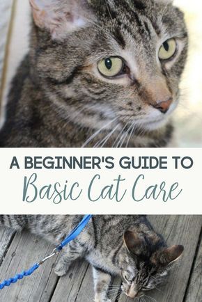 New Cat Owner, Cat Advice, Cat Tips, Adopt A Cat, F2 Savannah Cat, Cat Hacks, Healthy Cat, Cat Care Tips, Kitten Care