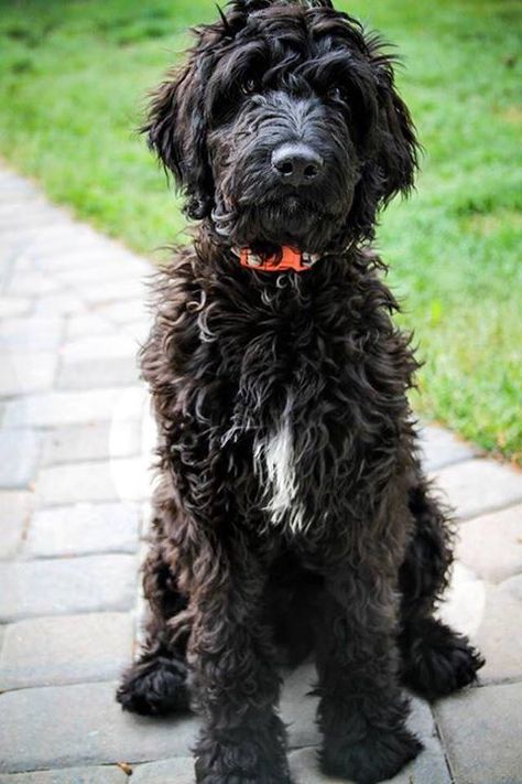 Black Goldendoodle Haircuts, Black Bernedoodle, Aussiedoodle Black, Black Sheepadoodle, Goldendoodle Full Grown, Teddy Bear Goldendoodle, Black Goldendoodle, Goldendoodle Black, Goldendoodle Haircuts