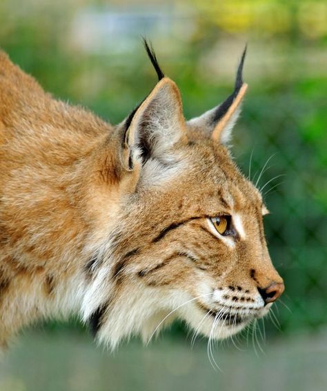 Bobcat Side Profile, Lynx Side Profile, Woodlands Tattoo, Lynx Reference, Animal Side Profile, Lynx Wallpaper, Lynx Tattoo, Wild Cat Species, Lynx Lynx