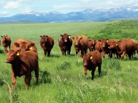 Red Angus Cattle Montana Summer Pasture Angus Cow, Red Angus Cattle, Angus Cows, Black Angus Cattle, Black Angus Cow Painting, Ox, Cow, Red, Animals