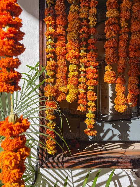 Curtains of marigold flowers hanging next to plants and a white wall in direct sunlight on a street in Oaxaca, Mexico for the Day of the Dead Festivity Day Of The Dead Marigolds, Flowers Hanging, Marigold Flowers, Flower Hanging, The Day Of The Dead, Marigold Flower, White Wall, Day Of The Dead, Farmers Market