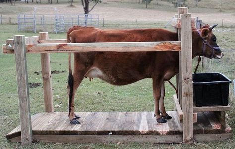 need to build before getting a cow Stanchion Ideas, Cow Stanchion, Milk Stanchion, Cow Shed Design, Family Cow, Dexter Cattle, Cattle Corrals, Cattle Barn, Beef Cow