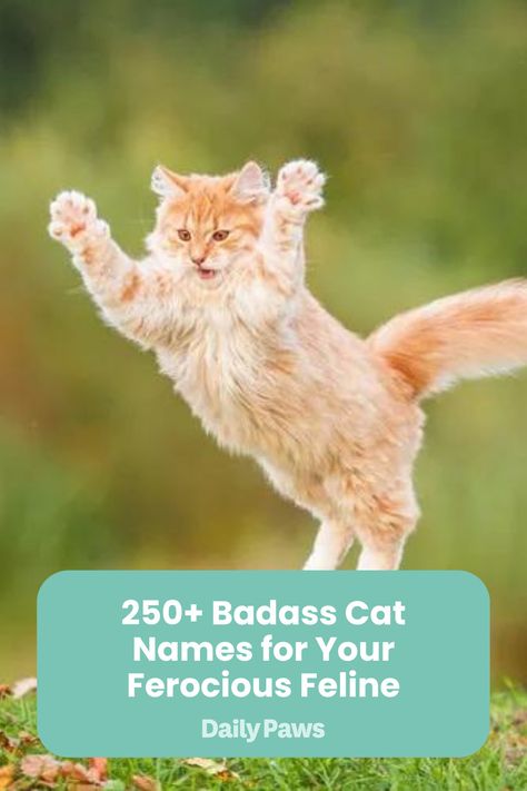 If your new cat is one tough cookie, one of these badass cat names will help her feel more like the lioness she is inside. Harry Potter Cat Names, Badass Cat Names, Disney Cat Names, One Tough Cookie, Badass Names, Pat Benatar, Tough Cookie, Michael Phelps, New Cat