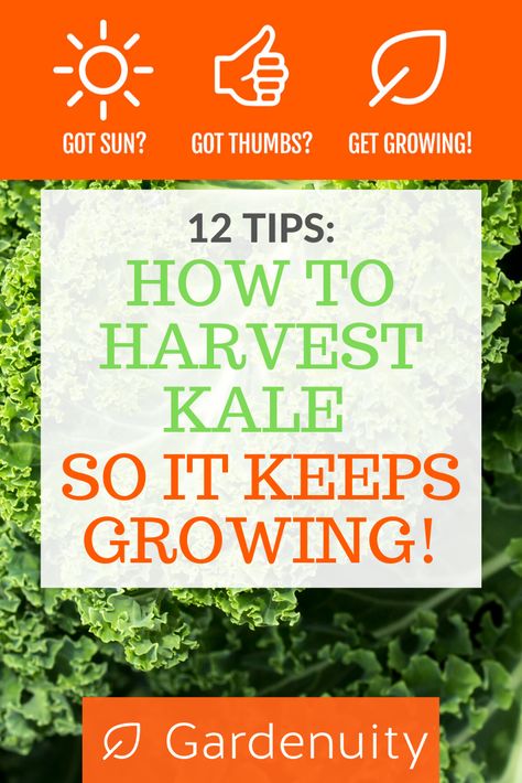 Growing Kale In Containers, How To Harvest Kale, Kale Garden, Gardening 2023, Harvest Kale, German Garden, Permaculture Homestead, Harvesting Kale, Growing Kale