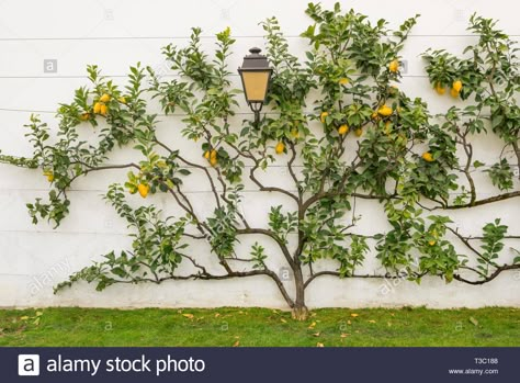 Espaliered lemon tree growing against a white wall Stock Photo - Alamy Lemon Tree Care, Espalier Fruit Trees, Tree Growing, Lime Tree, Edible Landscaping, Citrus Trees, Mediterranean Garden, Outdoor Gardens Design, Tree Care