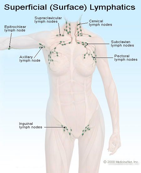 Picture of Superficial Lymph Nodes in the Body Lymph Drainage Massage, K Tape, Lymph Glands, Lymph Massage, Lymph System, Lymph Drainage, Reduce Swelling, Lymph Nodes, Health Skin Care