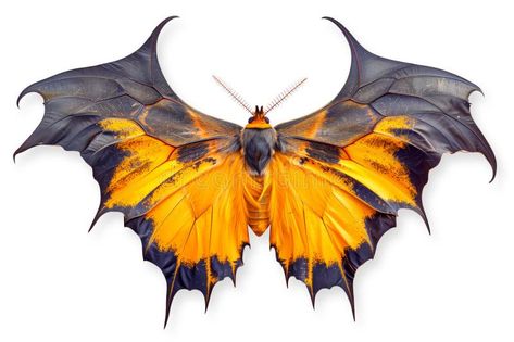 Beautiful Bat Wing Moth Butterfly Isolated on a White Background with Clipping Path Stock Image - Image of garden, wing: 311824919 Butterflies Reference Photo, Insect Wings Art, Insects Wings, Butterfly Warrior, Moths Flying, Moth Photo, Bug Wings, Wings Insect, Butterfly Bat