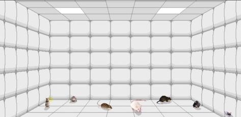 A rubber room with rats ~ Crazy I Was Crazy Once, True Aesthetic, Go Crazy, Go Ahead, Going Crazy, Rats, Funny Memes, Quick Saves