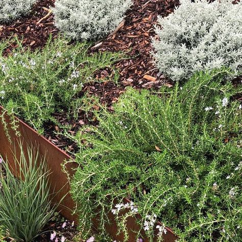 Miniscapes on Instagram: "Creeping Rosemary appreciation 🌿#projectsorrento" Creeping Rosemary, Corten Steel, April 3, Sorrento, Rosemary, Plants, Instagram