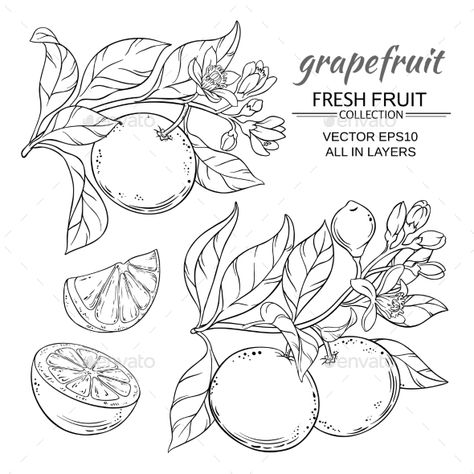 Grapefruit Vector Set #Grapefruit, #Vector, #Set Lemon Vector, August Bujo, Branch Vector, Fruits Drawing, Flower Line Drawings, Lemon Tree, Flash Art, Fruit Art, Ink Illustrations