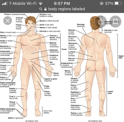 Human Body Organs Anatomy, Body Organs Diagram, Body Anatomy Organs, Human Anatomy Picture, Anatomy Pictures, Human Anatomy Chart, Human Body Diagram, Human Anatomy Female, Anatomy Organs