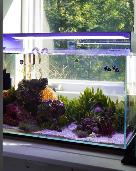 36 Gallon Fish Tank Ideas, Saltwater Aquascape, Blackwater Aquarium, Beta Tank, Salt Water Aquarium, Aqua Scape, Coral Aquarium, Coral Reef Aquarium, Cool Fish Tanks