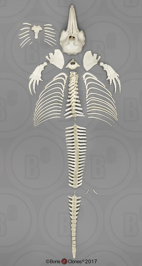 Disarticulated Atlantic Bottlenose Dolphin Skeleton Dolphin Skeleton, River Dolphin, Animal Skeletons, Bone Structure, Animal Reference, Bottlenose Dolphin, Vulture Culture, Skeleton Bones, Skeleton Art