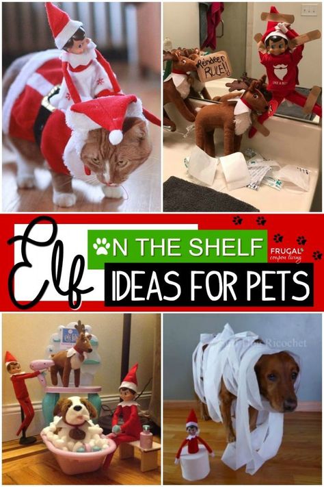 Elf On The Shelf And Pets Ideas, Elf On The Shelf Ideas With Elf Pets, Elf And Pet Ideas On The Shelf, Elf On The Shelf Puppy Ideas, Elf On The Shelf Ideas With Cats, Introducing Elf Pets, Elf On The Shelf Cat Ideas, Elf And Pet Ideas, Elf On Shelf Pet Arrival