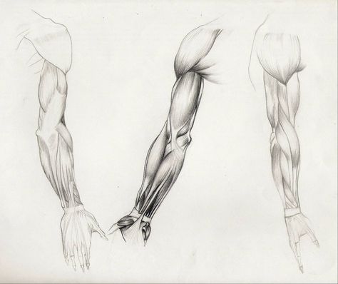 Anatomy Of Arm, Proko Drawing, Drawing Torso, Anatomy Arm, Head Proportions, Arm Anatomy, Arm Muscle, Drawing Study, Body References