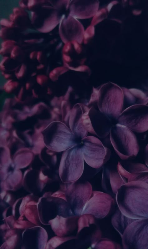 Dusty Purple Aesthetic, Love Beyond Words, Marsala Color, Red Roses Wallpaper, Colors Aesthetic, Dark Florals, Purple Flowers Wallpaper, Roses Wallpaper, Deco Nature