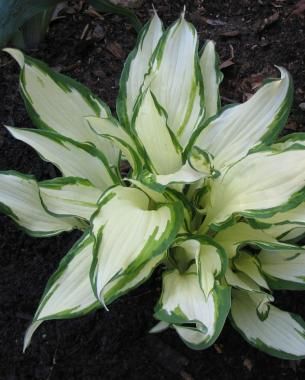 Hosta Varieties, Shade Garden Plants, Hosta Gardens, Sun Loving Plants, Hosta Plants, Backyard Plants, Fine Gardening, Moon Garden, White Gardens