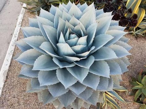 Agave ovatifolia 'Vanzie'.  Rare species (Whale's Tongue Agave). Agave Ovatifolia, Garden Full Sun, Succulent Garden Landscape, Drought Tolerant Garden, Backyard Plants, Blue Agave, Plant Shop, Rare Species, Organic Soil