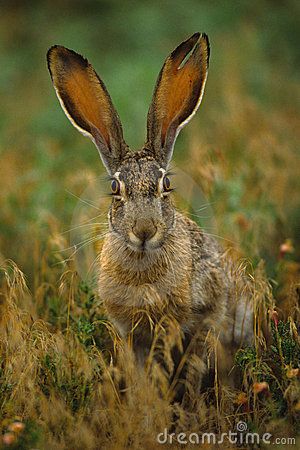 Sitting Tattoo, Hare Pictures, Hare Animal, Hare Watercolour, Jack Rabbit, Unique Sculptures, Rare Animals, Whitetail Deer, Hanging Pictures