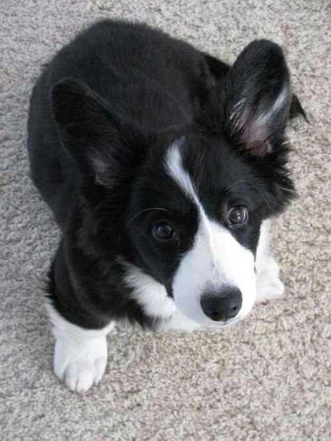 Black corgi puppy Black And White Corgi Puppies, Black Corgi Puppy, Black And White Corgi, Black Corgi, Fluffy Corgi, Cardigan Corgi, Corgi Butts, Cardigan Welsh Corgi, Corgi Puppy