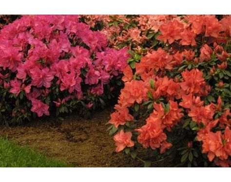 Azaleas Landscaping Bushes, Azalea Care, Azaleas Landscaping, Landscaping 101, Zone 6 Plants, Azaleas Care, Nosey Neighbors, Shrubs For Landscaping, Azalea Bush