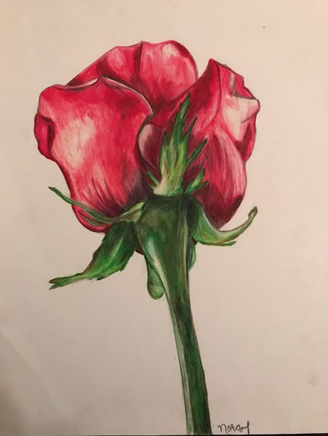 Flower Painting Color Pencil, New Leaf House Ideas, Painting Color Pencil, Art Prismacolor, Colored Pencil Artwork Ideas, Arte Aesthetic, Painting Flowers Tutorial, Roses Art, Ac New Leaf