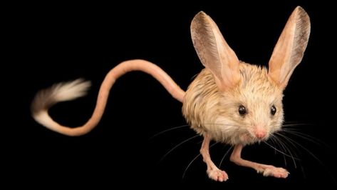 Mouse, long-eared jerboa, china, northwestern China. , night-loving mouse, Euchoreutinae, Takla-Makan Desert, Aerijin Mountain, Mengxin Long Eared Jerboa, Joel Sartore, Endangered Animals, Weird Creatures, Weird Animals, Endangered Species, Rodents, Zambia, Nature Animals