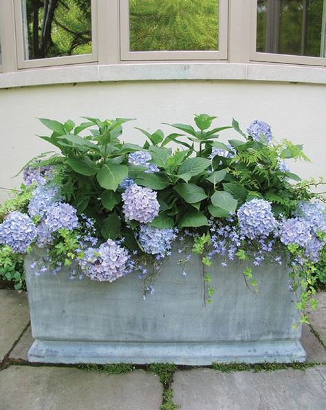 29 Ways to Grow Hydrangeas in Containers | Southern Living Southern Garden, Growing Hydrangeas, Hydrangea Garden, Hydrangea Not Blooming, Pot Stand, Planting Hydrangeas, Have Inspiration, Garden Containers, Container Flowers