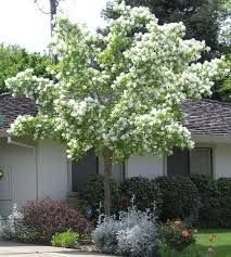 Fringe Tree -- The Best Native Tree Nobody Grows | Southern Living Backyard Xeriscape, Moon Gardens, Ornamental Shrubs, Low Water Landscaping, Chinese Plants, Fringe Tree, Front Landscape, Landscape Plants, Street Trees