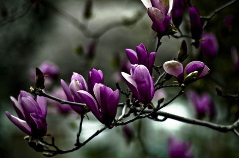 Magnolia /// {Silver & Purple : for Sony Vaio E Series notebooks : www.sony.com.au } #sonyvaio Purple Magnolia Tree, Saucer Magnolia Tree, Saucer Magnolia, Mums Garden, Purple Magnolia, Magnolia Soulangeana, Spring Planting, Planting Plan, Plant Tags