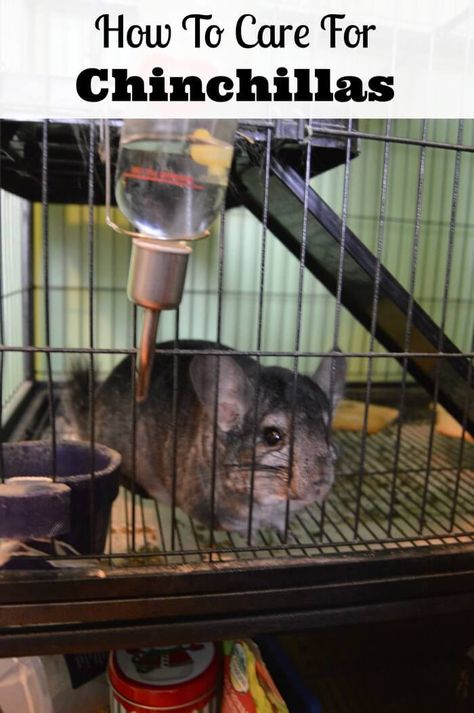 How to care for chinchillas as pets.  How to choose a chinchilla cage, what to feed them, and how long they live.  Caring for a chinchilla.  #familypets #chinchillas Hammock Diy, Pet Chinchilla, Chinchilla Care, Chinchilla Cute, Chinchilla Pet, Chinchilla Cage, Chinchilla Food, Dust Bath, Guinea Pig Toys