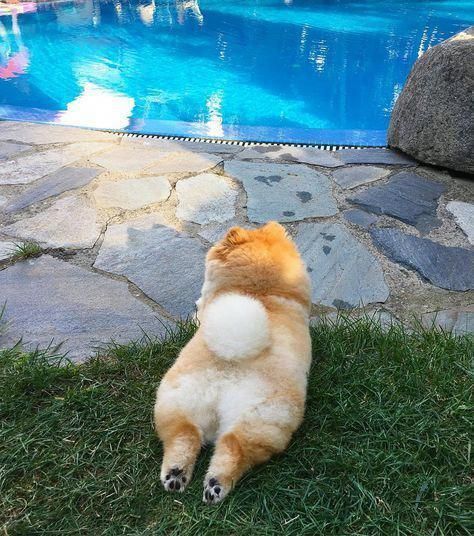 14 Funny Pomeranians That Will Make You Smile | Page 2 of 4 | PetPress Puppy Names Unique, Cute Fluffy Dogs, Small Puppy, Names Unique, Cute Pomeranian, Puppy Names, Blue Merle, Fluffy Dogs, Pomeranian Dog