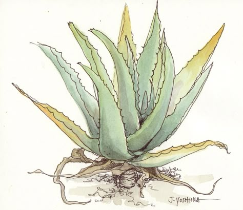 Aloe painting by Joan Yoshioka Aloe Plant Drawing, Aloe Vera Painting, Aloe Tattoo Design, Aloe Vera Plant Tattoo, Aloe Vera Plant Drawing, Aloe Vera Drawing, Aloe Drawing, Aloe Painting, Aloe Vera Illustration